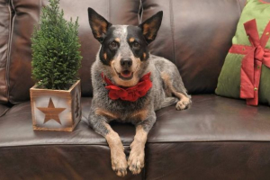 Australski chieler ili australski pastir pas: pasmina opis